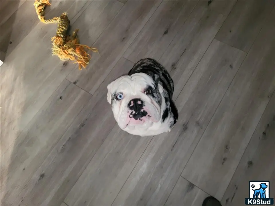 English Bulldog stud dog: a english bulldog dog looking at a spider