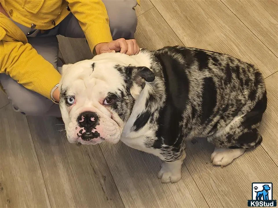 English Bulldog stud dog: a english bulldog dog sitting on the floor