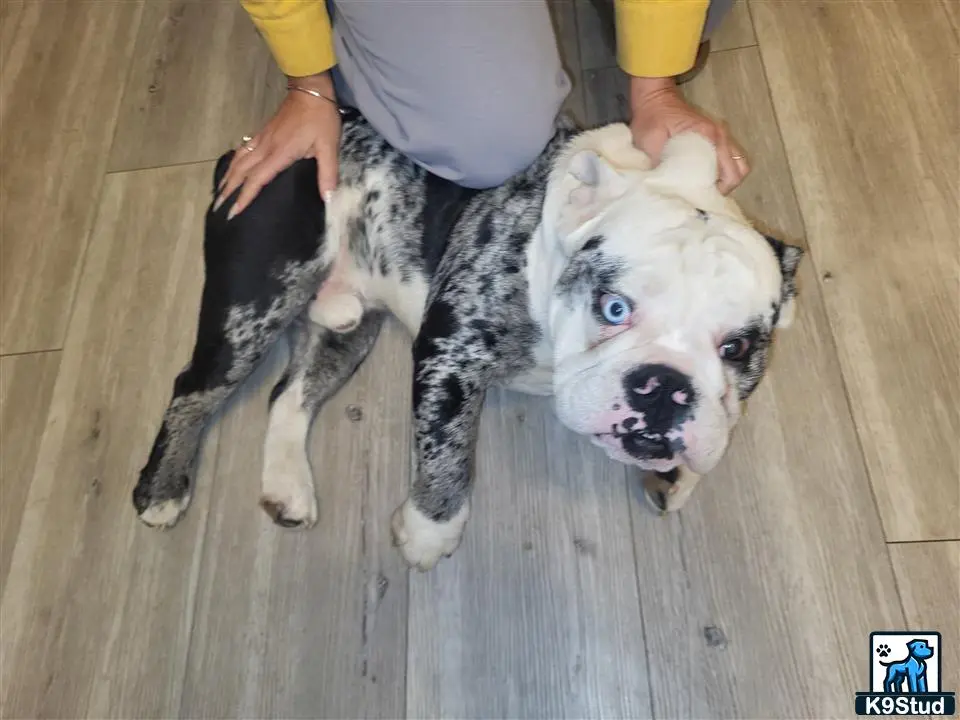 English Bulldog stud dog: a person holding a english bulldog dog
