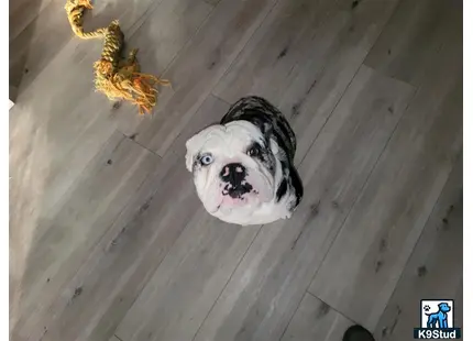 English Bulldog stud dog: a english bulldog dog looking at a spider