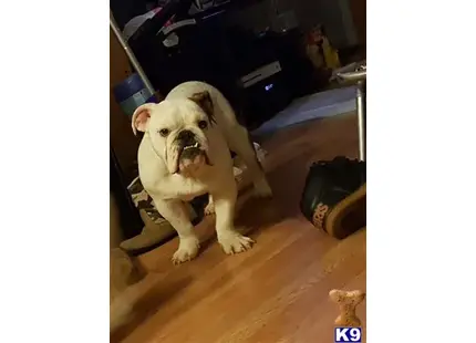 English Bulldog