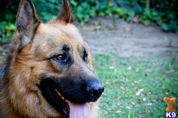 German Shepherd stud dog