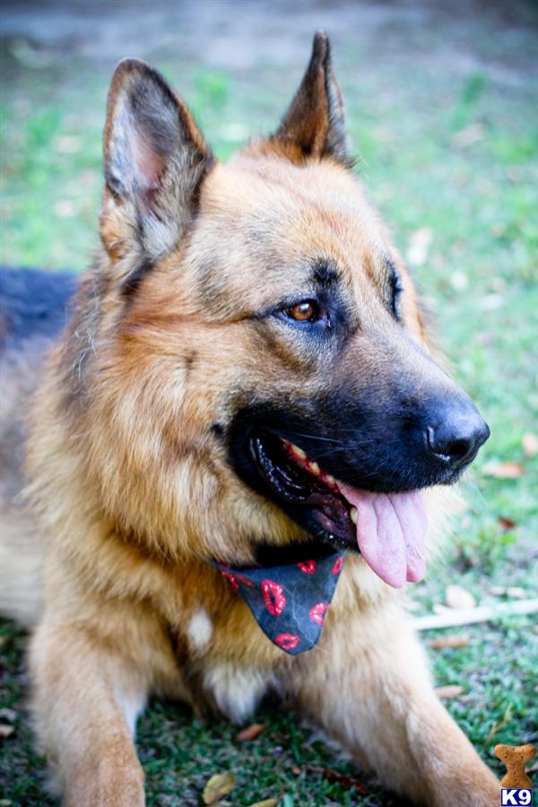 German Shepherd stud dog