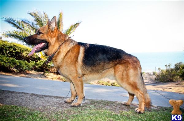 German Shepherd stud dog