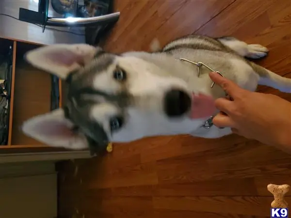 Siberian Husky female dog: Gray and white Siberian Husky sitting with tongue out indoors