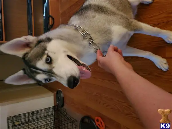 Siberian Husky female dog: Siberian Husky with gray and white coat, sitting indoors