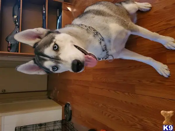 Siberian Husky female dog: Gray and white Siberian Husky sitting indoors with a playful expression