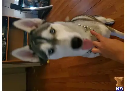 Siberian Husky
