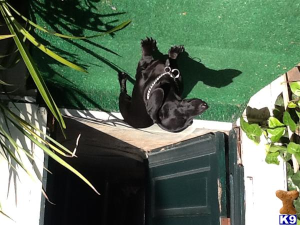 Dachshund female dog: Black Dachshund lying on green grass near a doorway