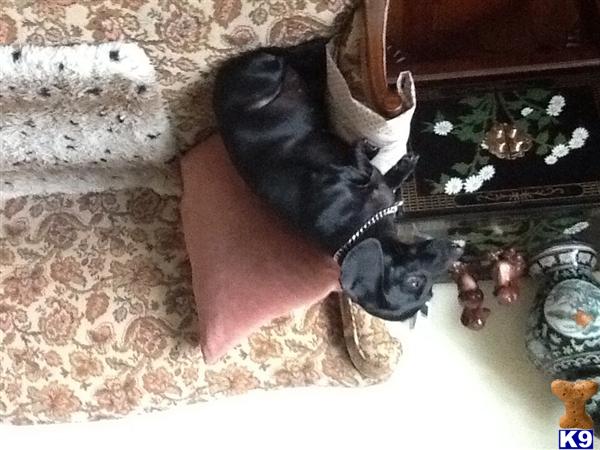 Dachshund female dog: Black Dachshund lying on a patterned couch with pillows