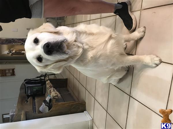 a golden retriever dog standing on its hind legs