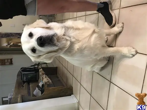 Golden Retriever stud dog: a golden retriever dog standing on its hind legs