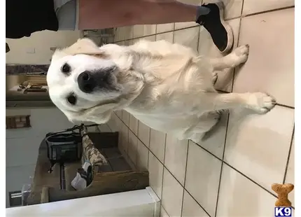 Golden Retriever stud dog: a golden retriever dog standing on its hind legs