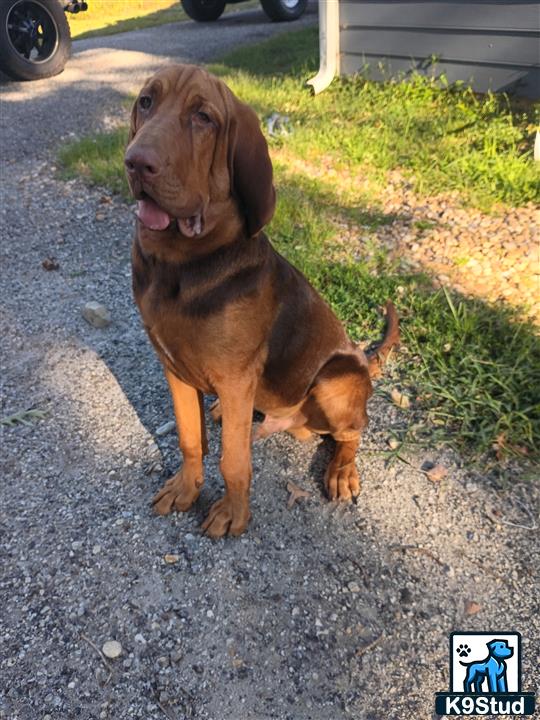 a bloodhound dog standing on a sidewalk