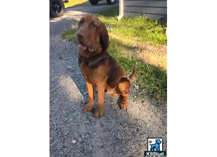 a bloodhound dog standing on a sidewalk