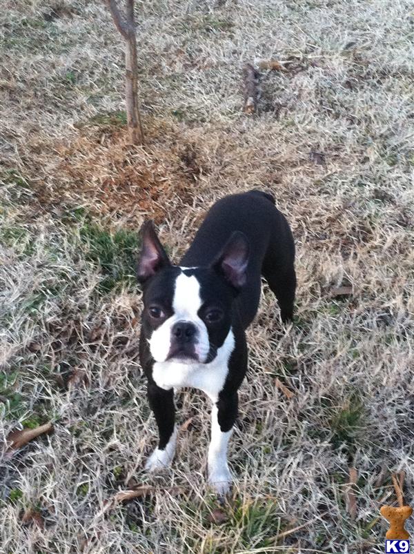 Boston Terrier stud dog