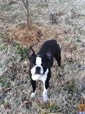 Boston Terrier stud dog: Black and white Boston Terrier standing on dry grass