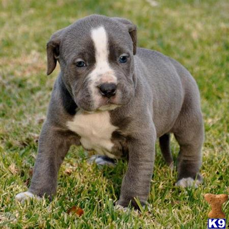 american pit bull puppy posted by johnbredder03