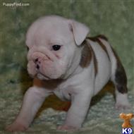 english bulldog puppy posted by johncruse
