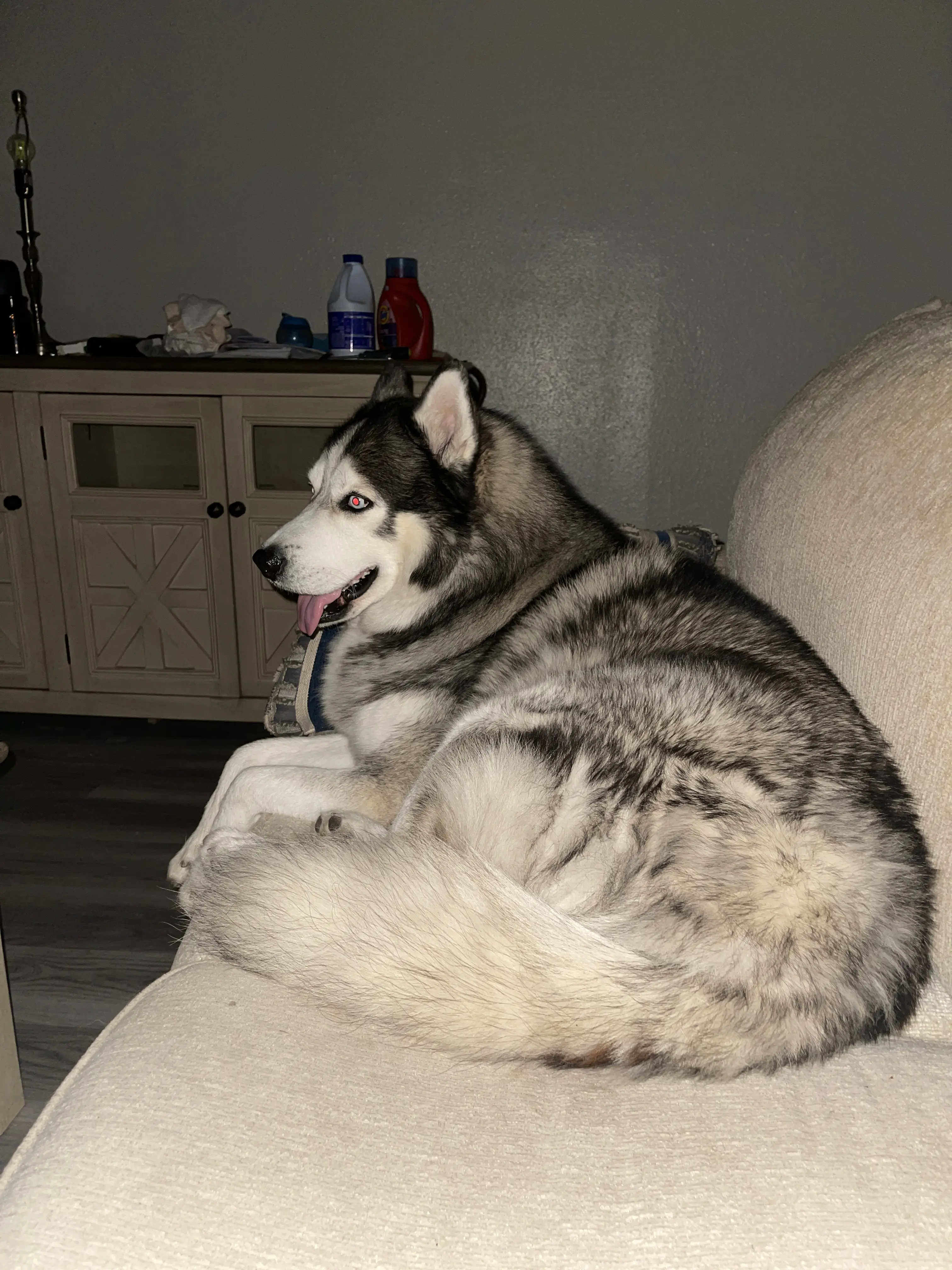 Siberian Husky stud dog: Fluffy Siberian Husky lounging on a couch indoors