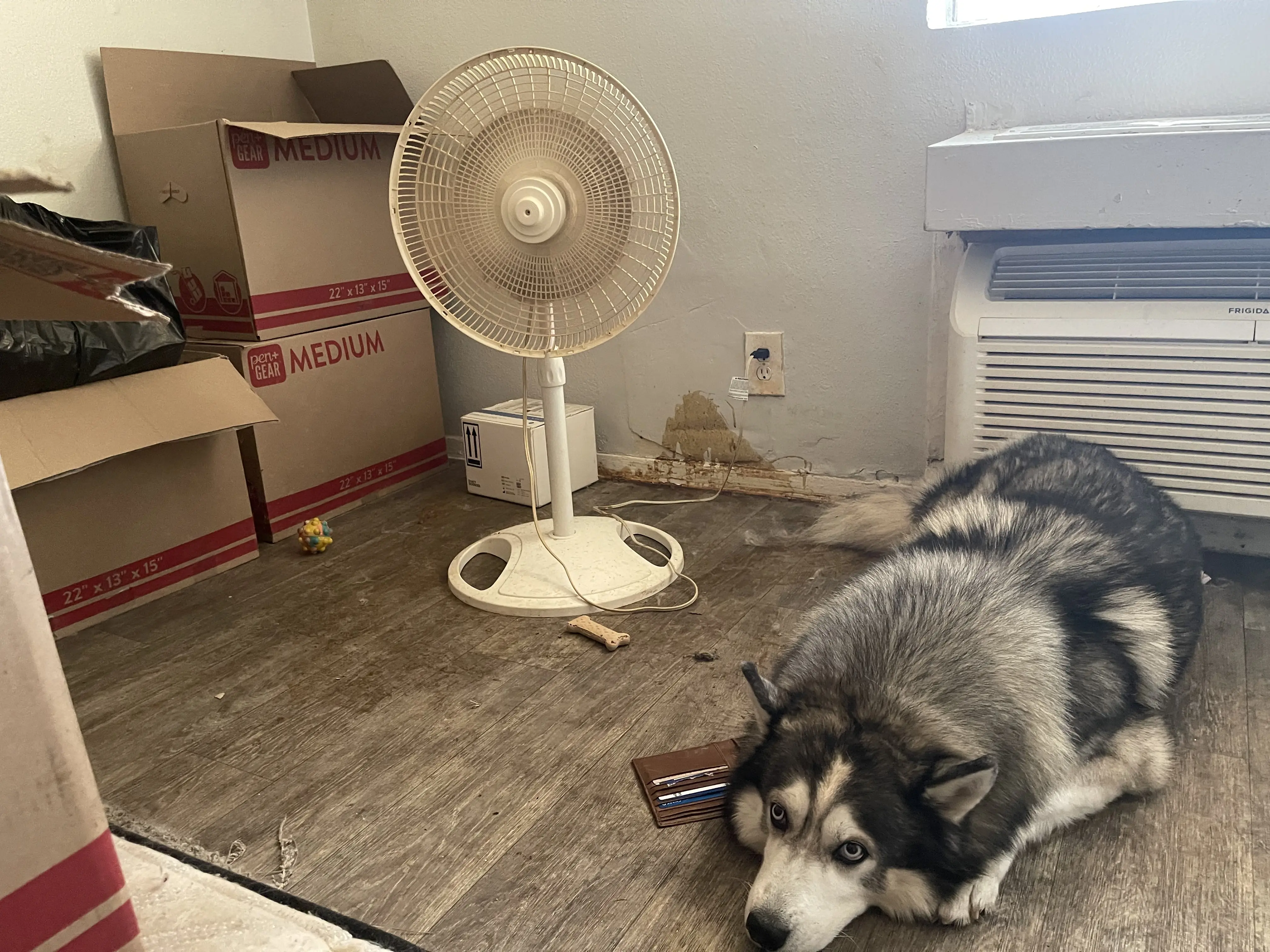 Siberian Husky stud dog: Siberian Husky with gray and white coat lying on the floor