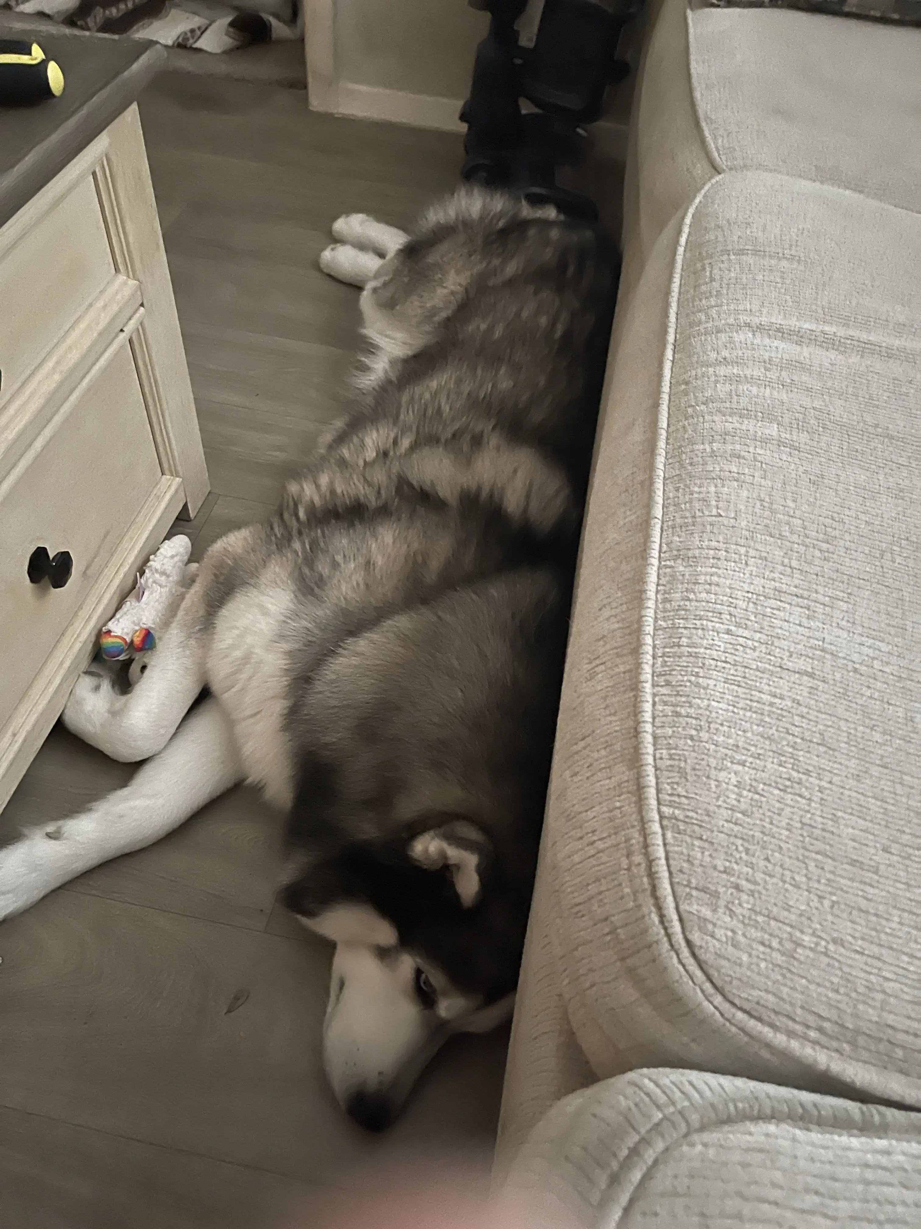 Siberian Husky stud dog: Siberian Husky lying on the floor beside a couch