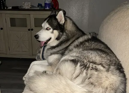 Siberian Husky stud dog: Fluffy Siberian Husky lounging on a couch indoors