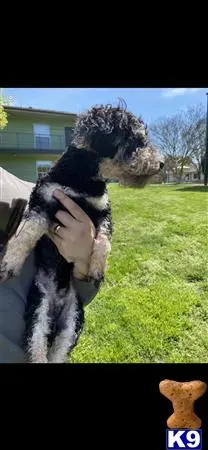 Poodle stud dog