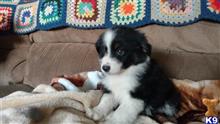 australian shepherd puppy posted by johnjsal