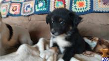 australian shepherd puppy posted by johnjsal
