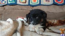 australian shepherd puppy posted by johnjsal
