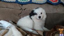 australian shepherd puppy posted by johnjsal