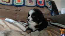 australian shepherd puppy posted by johnjsal