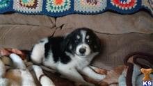 australian shepherd puppy posted by johnjsal