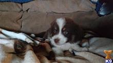 australian shepherd puppy posted by johnjsal