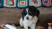 australian shepherd puppy posted by johnjsal