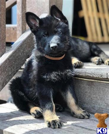 German Shepherd Puppy for Sale: AKc Registered Black And Tan German