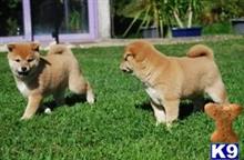 shiba inu puppy posted by johnkingman202