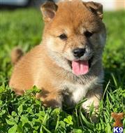 shiba inu puppy posted by johnkingman202