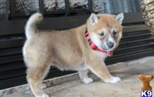 shiba inu puppy posted by johnkingman202