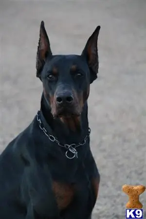 Doberman Pinscher stud dog