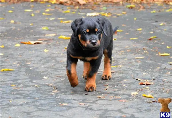 Rottweiler puppy for sale