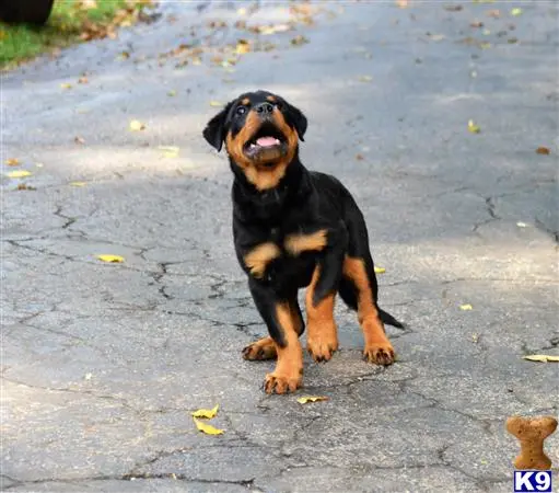 Rottweiler puppy for sale