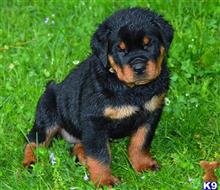 rottweiler breeders in indiana rottweiler puppies for sale in indiana rottweiler breeders in indiana rottweiler puppies for sale in indiana