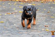 rottweiler puppy posted by johnrode