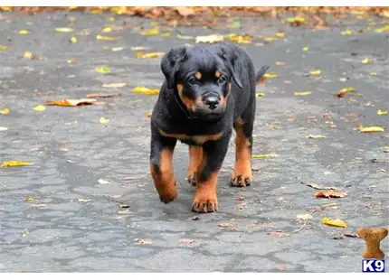 Rottweiler