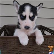 siberian husky puppy posted by johnsmith7146675
