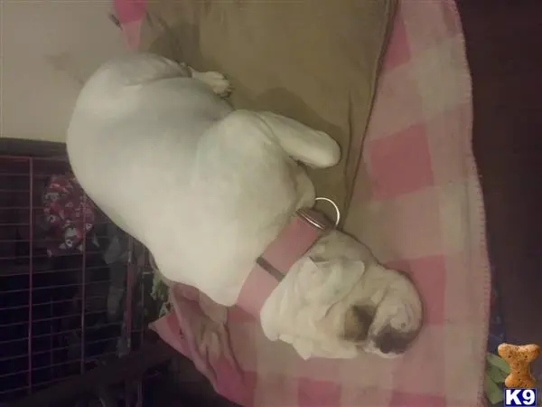 English Bulldog female dog