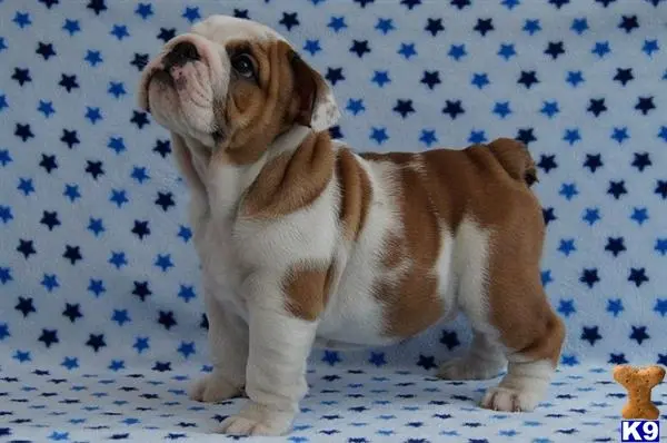 English Bulldog puppy for sale