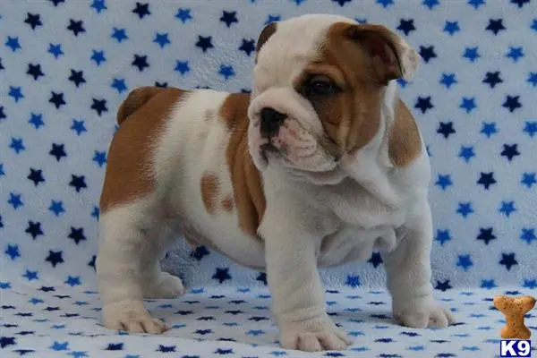 English Bulldog puppy for sale